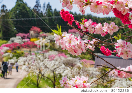 Weeping Peach in Kaminaka, Peach Blossom in the Mountains <Toyota City, Aichi Prefecture> 89452286