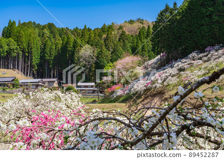 Weeping Peach in Kaminaka, Peach Blossom in the Mountains <Toyota City, Aichi Prefecture> Weeping Peach in Kaminaka, Peach Blossom in the Mountains <Toyota City, Aichi Prefecture> 89452287