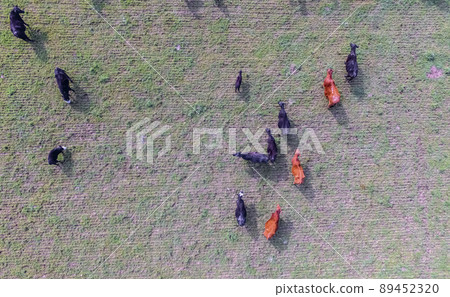 Cows fed with natural grass, Pampas, Argentina 89452320