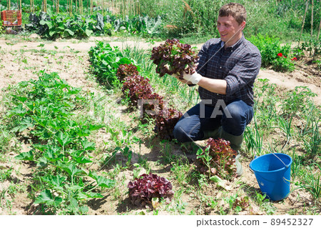 Portrait of man gardener during harvesting of lettuce Portrait of man gardener during harvesting of lettuce 89452327