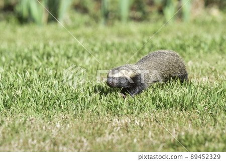 Little grison,Pampas, Patagonia, Argentina Little grison,Pampas, Patagonia, Argentina 89452329