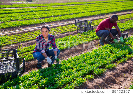Hispanic woman farmer harvesting garden rocket on plantation 89452367