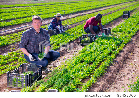 Male gardener harvests green arugula on plantation Male gardener harvests green arugula on plantation 89452369