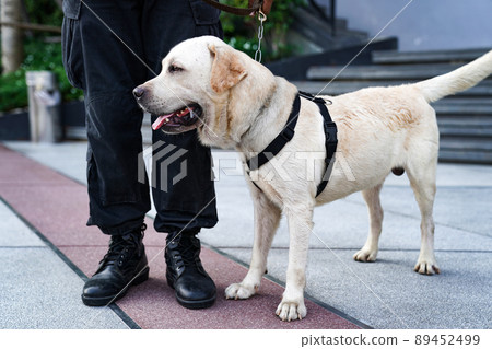 police dog in duty, finding the bomb in the event. 89452499