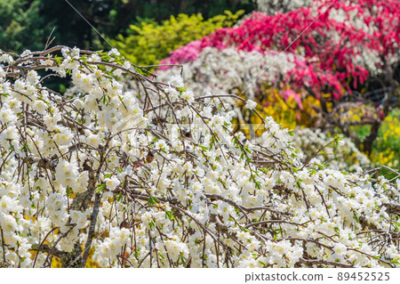 上中垂枝桃、山中桃花<愛知縣豐田市> 89452525