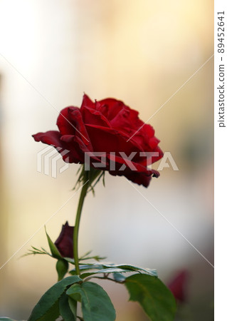 Rose red Rose red 89452641