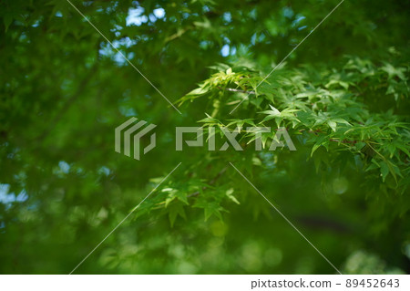 美麗的新鮮綠楓 美麗的新鮮綠楓 89452643
