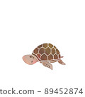 turtle  89452874
