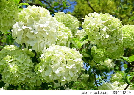 莢蓮不育大花(金銀花科) 莢蓮不育大花(金銀花科) 89453209