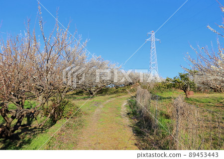 A plum grove in full bloom A plum grove in full bloom 89453443