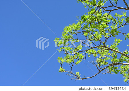 Chionanthus retusus (Nanjamonja) 的新鮮綠樹 89453684