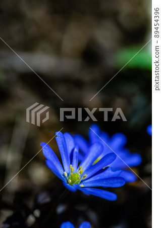 Anemone flowers in the forest meadow Anemone flowers in the forest meadow 89454396
