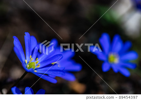 Anemone flowers in the forest meadow 89454397