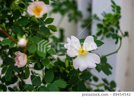Close up of flowers of wild rose 89454542