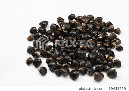 白色背景蛤蜊 89455259