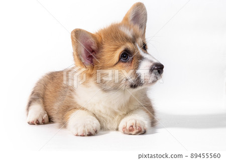 Pembroke Welsh Corgi puppy sitting in front. isolated on white background. Pembroke Welsh Corgi puppy sitting in front. isolated on white background. 89455560
