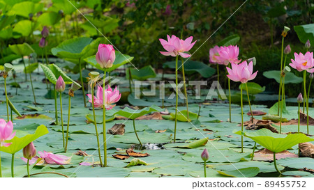 Lotus flowers of the Far East.  89455752