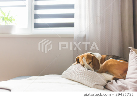 Adult male beagle dog sleeping on pillows. Shallow depth of field. 89455755