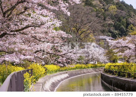 Lake Biwa Canal, Sakura and Rape blossoms, Kyoto's cherry blossom spots, Spring Kyoto sightseeing spots Lake Biwa Canal, Sakura and Rape blossoms, Kyoto's cherry blossom spots, Spring Kyoto sightseeing spots 89455779