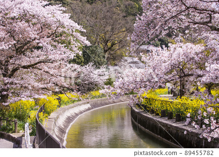 Lake Biwa Canal, Sakura and Rape blossoms, Kyoto's cherry blossom spots, Spring Kyoto sightseeing spots Lake Biwa Canal, Sakura and Rape blossoms, Kyoto's cherry blossom spots, Spring Kyoto sightseeing spots 89455782