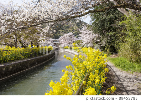 Lake Biwa Canal, Sakura and Rape blossoms, Kyoto's cherry blossom spots, Spring Kyoto sightseeing spots Lake Biwa Canal, Sakura and Rape blossoms, Kyoto's cherry blossom spots, Spring Kyoto sightseeing spots 89455783