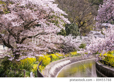 Lake Biwa Canal, Sakura and Rape blossoms, Kyoto's cherry blossom spots, Spring Kyoto sightseeing spots 89455788