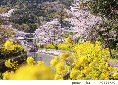 Lake Biwa Canal, Sakura and Rape blossoms, Kyoto's cherry blossom spots, Spring Kyoto sightseeing spots 89455789