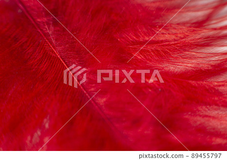 Fluff of red feather bird close up Fluff of red feather bird close up 89455797