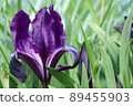 Light violet flowering irises on a blurred background  in the garden in spring. Colorful plants. 89455903