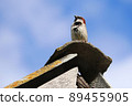 The sparrow sits on the roof. The sparrow looks up to the sky. Sparrow against the blue sky. 89455905