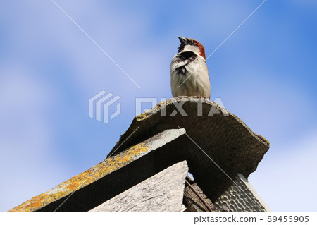 The sparrow sits on the roof. The sparrow looks up to the sky. Sparrow against the blue sky. The sparrow sits on the roof. The sparrow looks up to the sky. Sparrow against the blue sky. 89455905