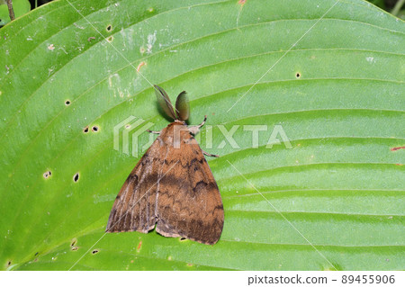 Lymantria disparity (male) Lymantria disparity (male) 89455906