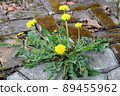 Spring flowers Dandelion. Yellow Dandelion grows on a stone garden path. Garden weed. 89455962