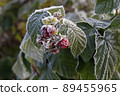 Raspberry berries are covered with hoarfrost. Remontant raspberries in the frost. 89455965