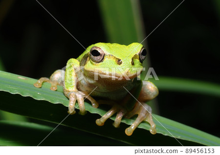 Japanese black frog 89456153