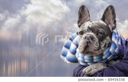 French bulldog in scarf on the background with blurred city and clouds, brindle blue with eyes different 89456336