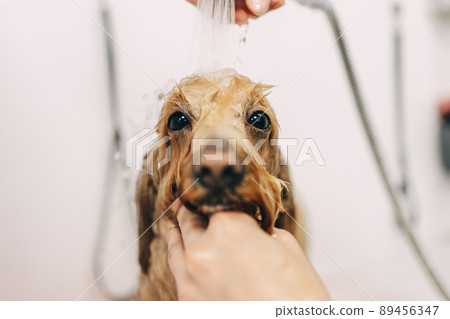 The dog is delighted. Caring for family friends. 89456347