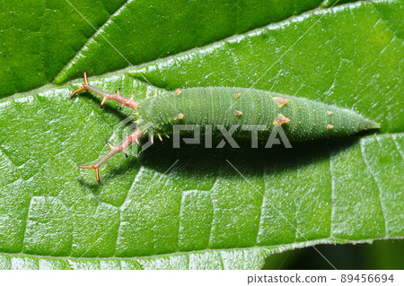 Larva of the red beetle Larva of the red beetle 89456694