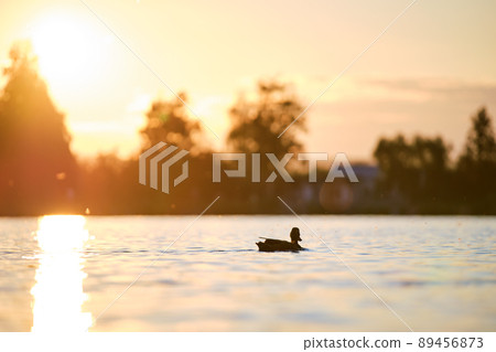 Wild ducks swimming on lake water at bright sunset. Birdwatching concept. 89456873