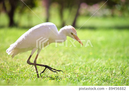 White cattle egret wild bird, also known as Bubulcus ibis walking on green lawn in summer 89456882