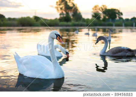 White beautiful swans swimming on lake water in summer. 89456883