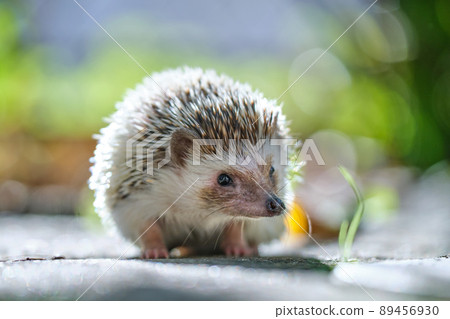 Small african hedgehog pet on green grass outdoors on summer day. Keeping domestic animals and caring for pets concept. 89456930