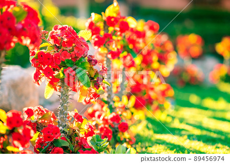 Red small decorative flowers with sharp spikes on tall stems growing in summer park. 89456974