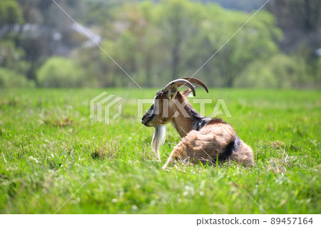 Domestic milk goat with long beard and horns resting on green pasture grass on summer day. Feeding of cattle on farm grassland 89457164