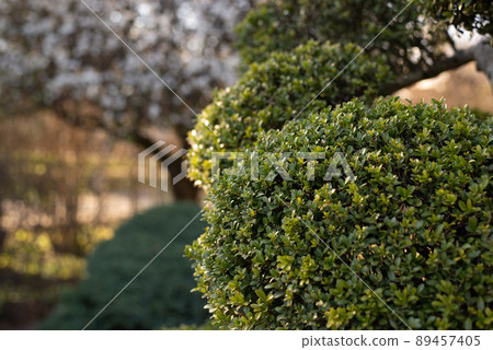 Garden Design Element of Spherically Formed Boxwood Bush. Boxtree Shrub 89457405