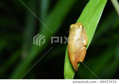 有尾巴的少年青蛙 89457419