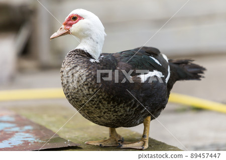 Big nice beautiful fattened black and white musk duck outdoors in yard on bright sunny summer day. 89457447
