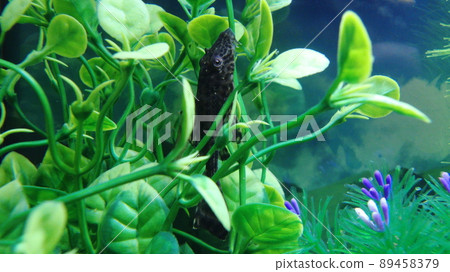 Pleco 清洗水生植物 89458379