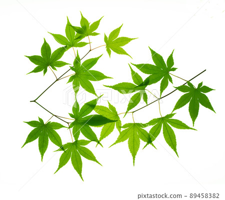 新鮮的綠色秋葉白色背景 89458382