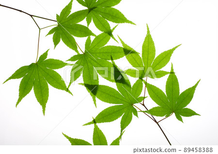 新鮮的綠色秋葉白色背景 89458388